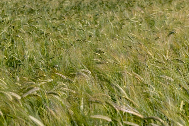 Un campo agrícola donde se cultivan cereales para cosechar grano