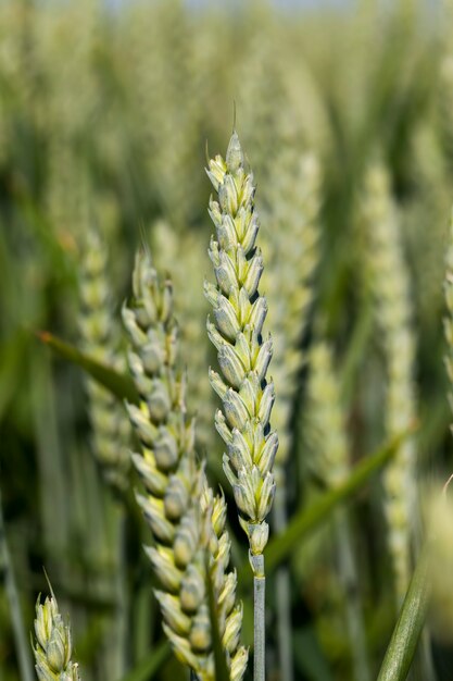 Un campo agrícola donde se cultivan cereales.