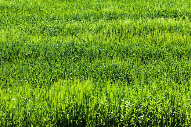 Un campo agrícola donde se cultivan cereales.