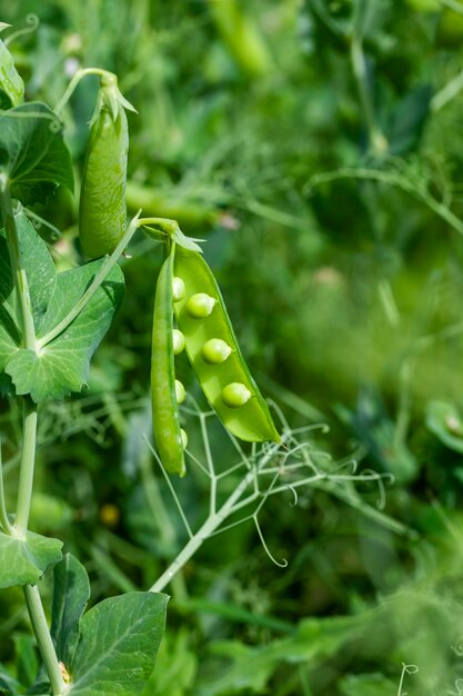 Campo agrícola donde se cultivan los guisantes verdes