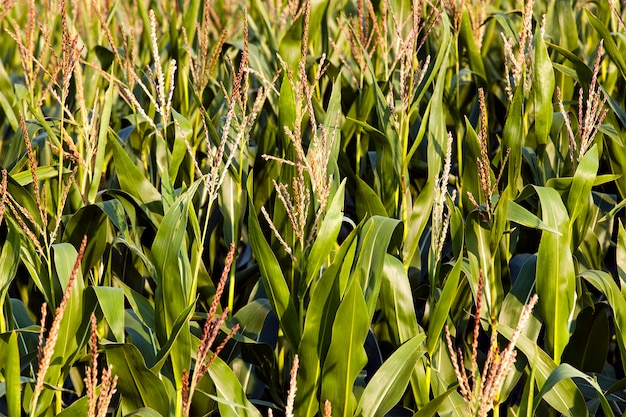 Campo agrícola donde cultivan maíz.