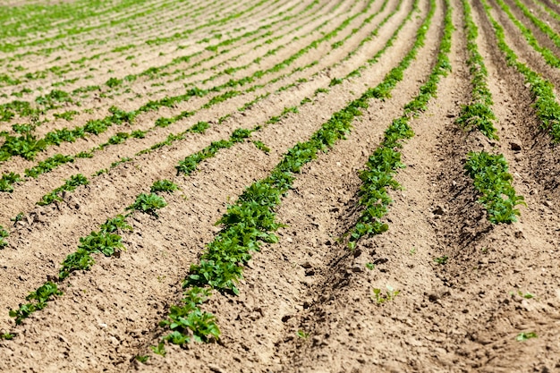 Foto campo agrícola donde se cultivan variedades de cría de plantas de papa, pequeñas plantas de papa en suelos fértiles, obteniendo un cultivo de papa alimenticia de alta calidad