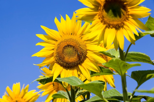 Un campo agrícola donde los girasoles anuales se cultivan industrialmente, girasoles de flores de color amarillo brillante durante la polinización, primer plano