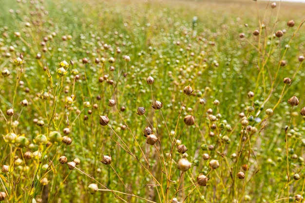 Un campo agrícola donde madura el lino.