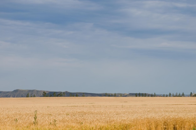 Campo agrícola em Fort Collins, Colorado.