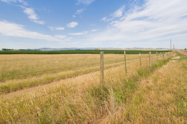 Campo agrícola em fort collins, colorado.