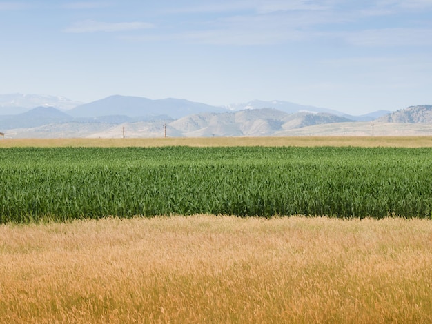 Campo agrícola em Fort Collins, Colorado.