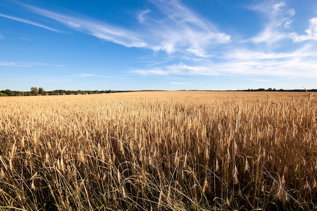 Campo agrícola em que cresce centeio maduro.