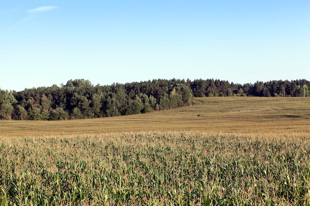 Campo agrícola em que cresce milho verde imaturo. verão