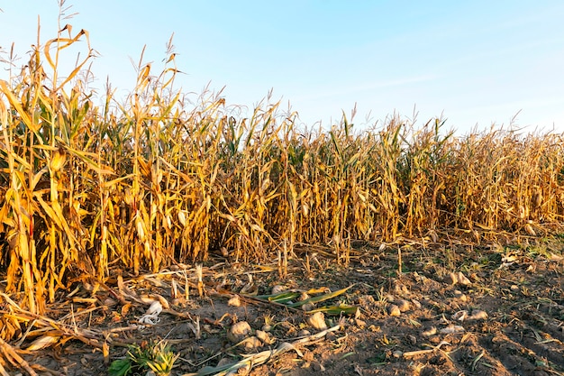 Campo agrícola em que cresce pronto para a colheita de milho amarelado, contra o céu azul