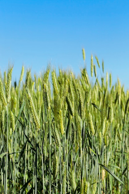 Campo agrícola em que crescem cereais imaturos, trigo.