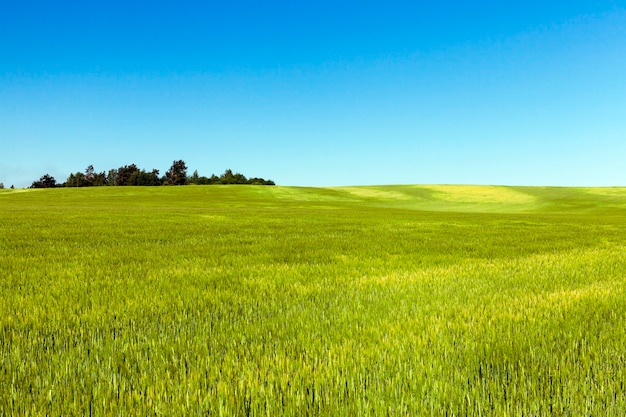 Campo agrícola em que crescem cereais imaturos, trigo.