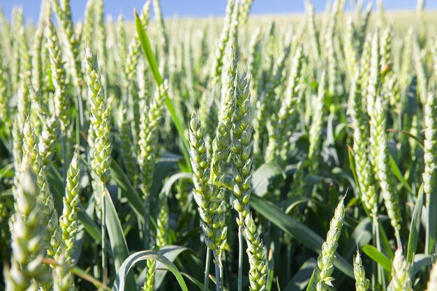 Campo agrícola em que crescem cereais imaturos, trigo.