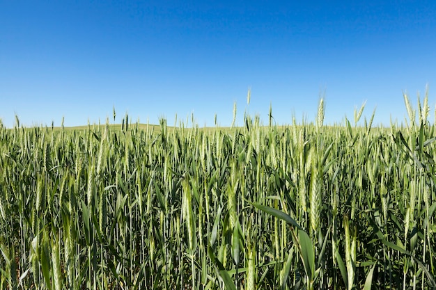 Campo agrícola em que crescem cereais imaturos, trigo.