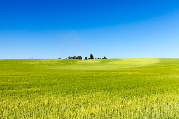 Campo agrícola em que crescem cereais imaturos, trigo.