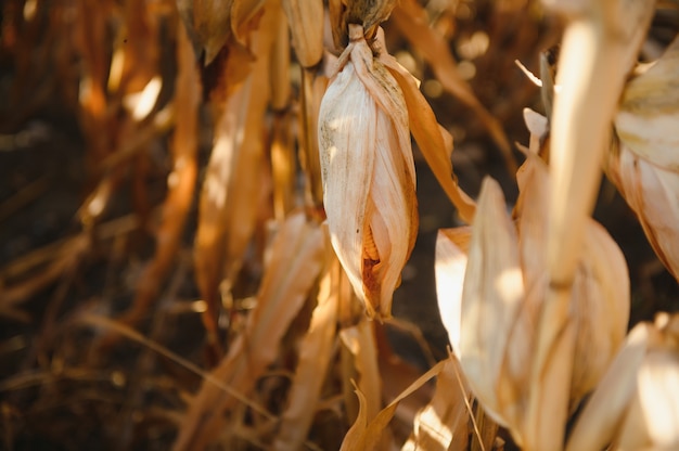 Campo agrícola em que crescem e mudam a cor do milho maduro. close up tirado foto com uma pequena profundidade de campo. estação do outono.