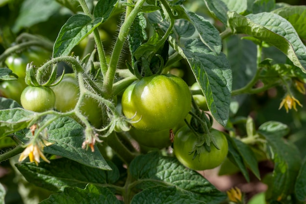 Campo agrícola em que crescem tomates verdes