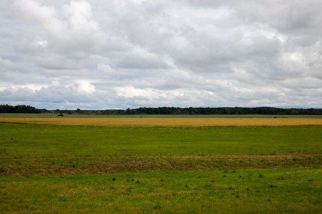 Campo agrícola em que o trigo verde cresce