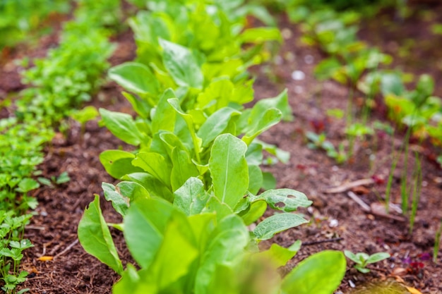 Campo agrícola con ensalada de lechuga de hoja verde y perejil en la cama del jardín en el campo de hortalizas