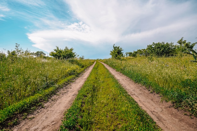 Foto campo agrícola escénico de plantas herbáceas verdes y flores silvestres