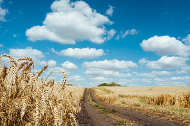 Foto campo agrícola. espigas maduras de trigo. el concepto de una rica cosecha.