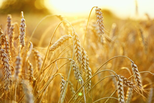 Campo agrícola. Espigas maduras de trigo. El concepto de una rica cosecha.