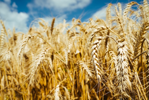 Campo agrícola. Espigas maduras de trigo en el fondo de la puesta de sol. El concepto de una rica cosecha