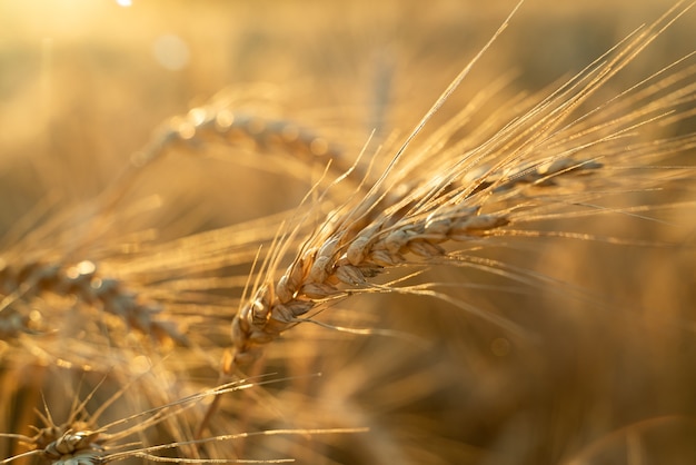 Campo agrícola. Espigas maduras de trigo en el fondo de la puesta de sol. El concepto de una rica cosecha.