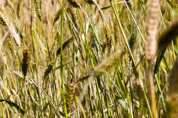 Campo agrícola con espiguillas de centeno verde