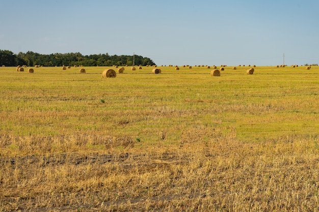 Foto campo agrícola. feixes redondos de grama seca no campo contra o céu azul.