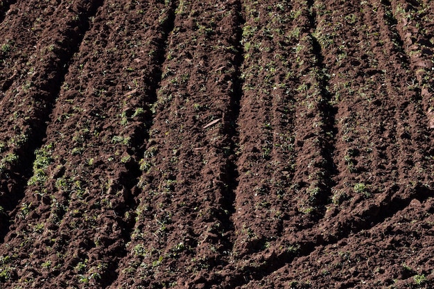 Campo agrícola fértil arado