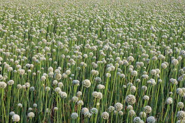 Un campo agrícola con flor de cebolla blanca completamente florecida