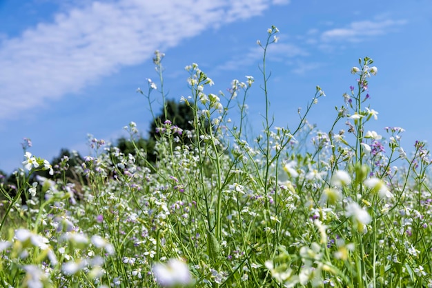 Campo agrícola con flores blancas para miel.