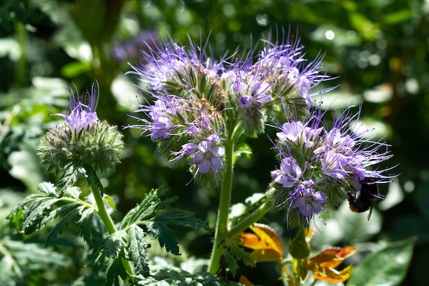 Campo agrícola de flores de phacelia closeup Phacelia en un día soleado