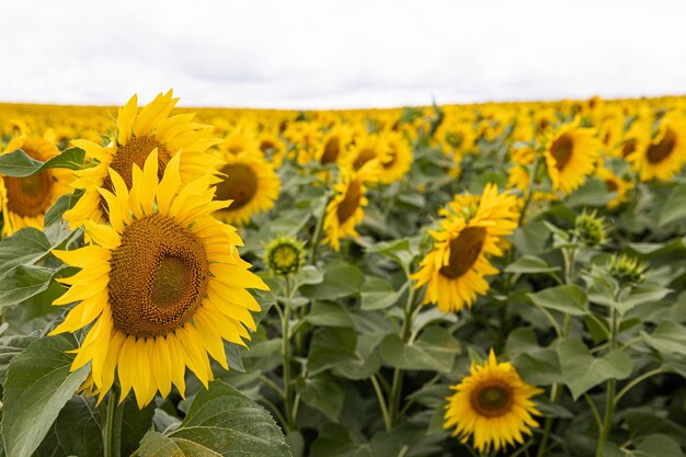 Campo agrícola con girasoles amarillos contra el cielo con nubes Puesta de sol dorada