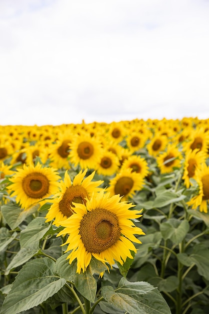 Campo agrícola con girasoles amarillos contra el cielo con nubes Puesta de sol dorada