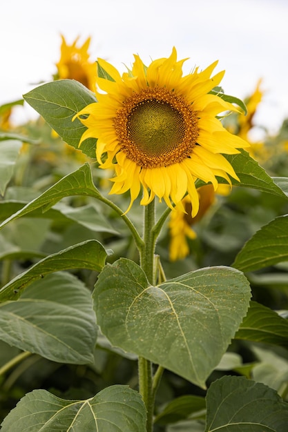 Campo agrícola con girasoles amarillos contra el cielo con nubes Puesta de sol dorada