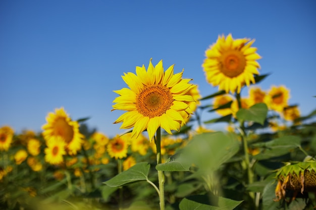 Campo agrícola con girasoles florecientes amarillos contra el cielo azul