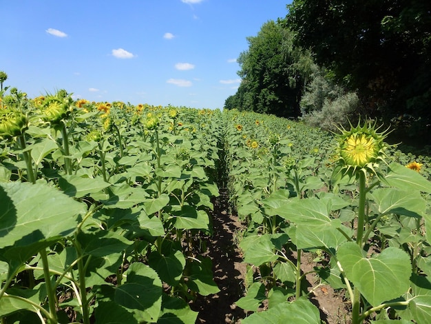 Campo agrícola con hileras de plantas de girasol maduras en perspectiva A la derecha los árboles