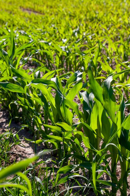 Campo agrícola con maíz en suelo y barro.