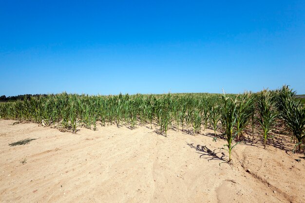 Campo agrícola con maíz verde inmaduro, cielo azul