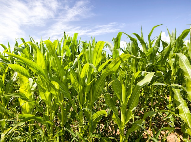 Campo agrícola con maíz verde