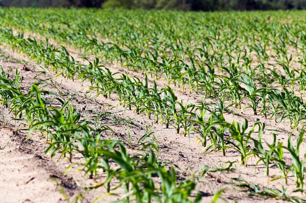 Foto campo agricola con maiz