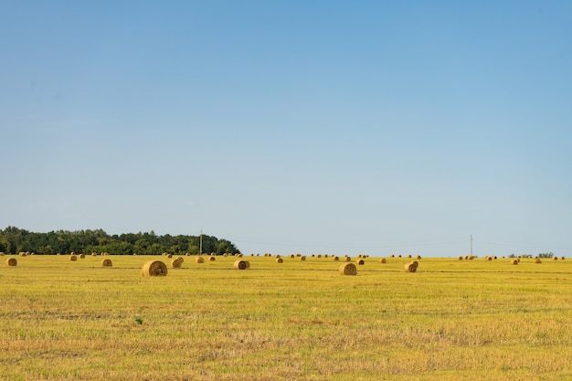 Campo agrícola. Manojos redondos de hierba seca en el campo contra el cielo azul.