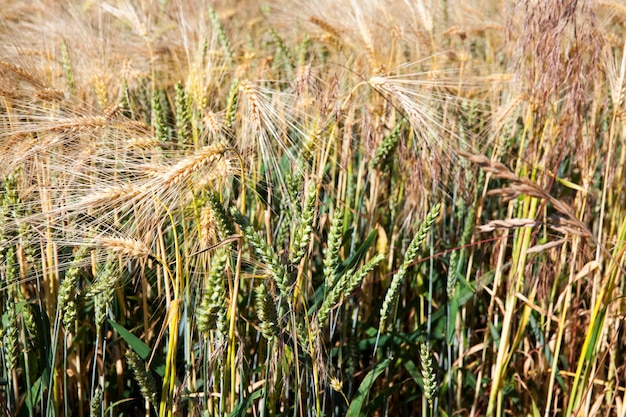 Campo agrícola misto com diferentes cereais