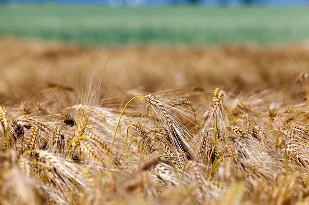 Campo agrícola misto com diferentes cereais