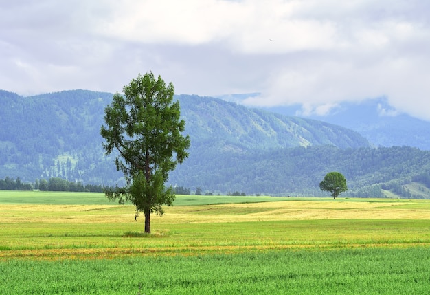 Un campo agrícola entre las montañas de Altai bajo un cielo nublado Siberia Rusia