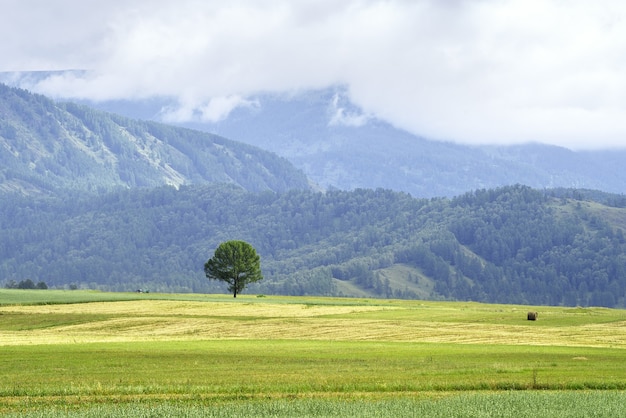 Un campo agrícola entre las montañas de Altai bajo un cielo nublado. Siberia, Rusia