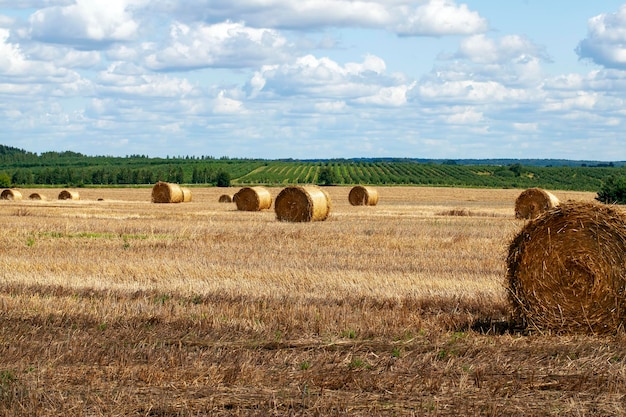 Campo agrícola con montones de paja después de la cosecha de trigo