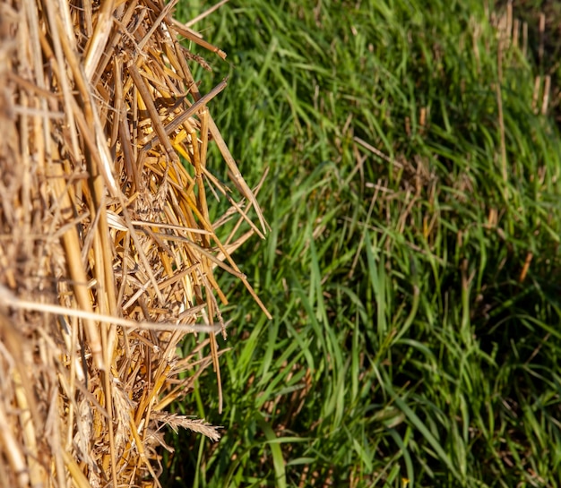 Campo agrícola con montones de paja después de la cosecha de trigo